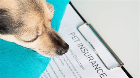 Best Pet Insurance Companies for October 2024 .